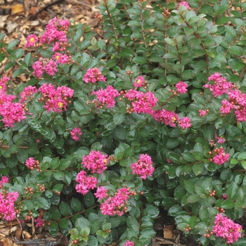 Lagerstroemia indica 'Pocomoke'