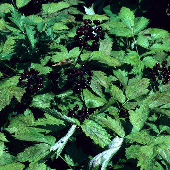 Actaea erythrocarpa