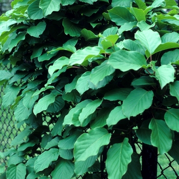 Actinidia arguta