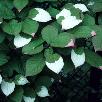 Actinidia kolomitka (female)