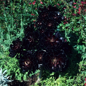 Aeonium arboreum