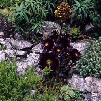 Aeonium arboreum 'Atropurpureum'