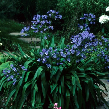 Agapanthus comptonii 'Headborne Hybrids'