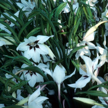 Gladiolus callianthus