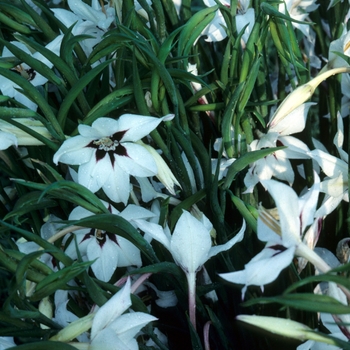 Gladiolus callianthus 