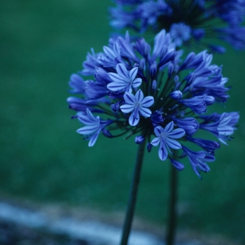 Agapanthus 'Multiple Varieties' 