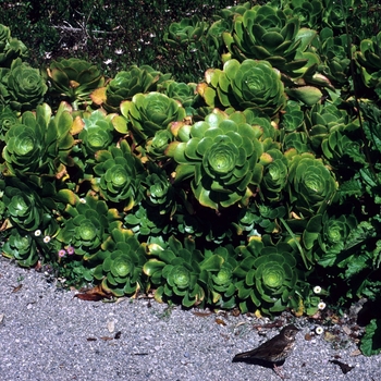 Aeonium spp.