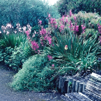 Watsonia spp. 