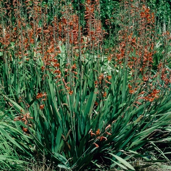 Watsonia angusta 