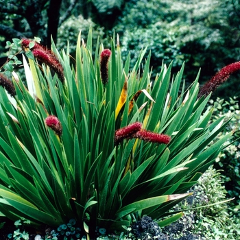 Xeronema callistemon '' (003826)