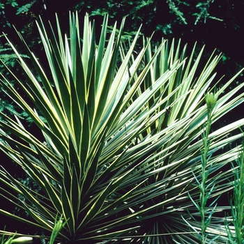 Yucca aloifolia 'Marginata'