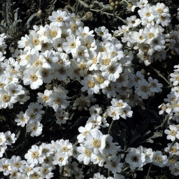 Tanacetum argentea 'Weston'