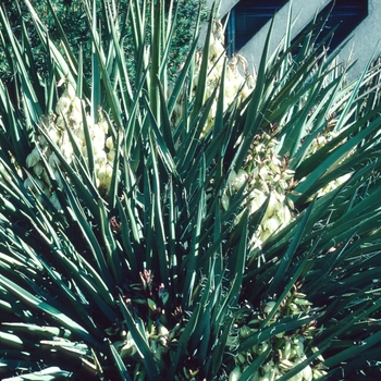 Yucca baccata