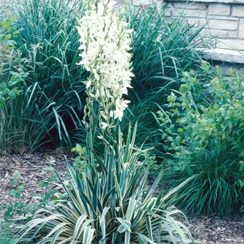 Yucca filamentosa 'Bright Edge' 