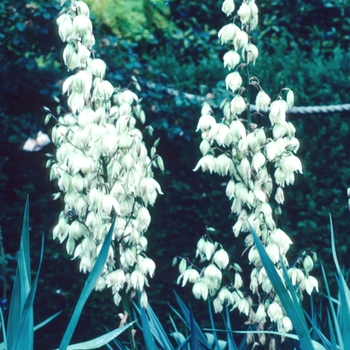 Yucca recurvifolia 