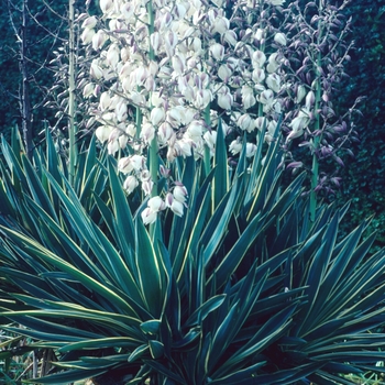 Yucca x gloriosa 'Variegata' 