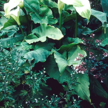 Zantedeschia aethiopica 'Green Dragon'