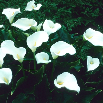 Zantedeschia aethiopica 'Little Gem' 