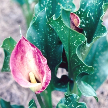 Zantedeschia aethiopica 'Majestic Red' 