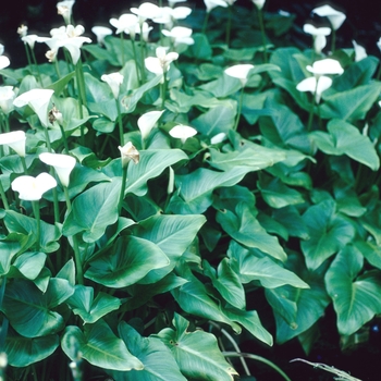 Zantedeschia aethiopica 'Childsiana' 