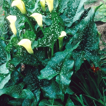 Zantedeschia aethiopica 'Black Magic' 