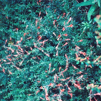 Zauschneria californica 'Dublin'