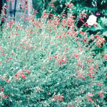 Zauschneria californica 