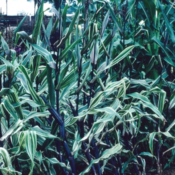 Zea mays 'Bars and Stripes'