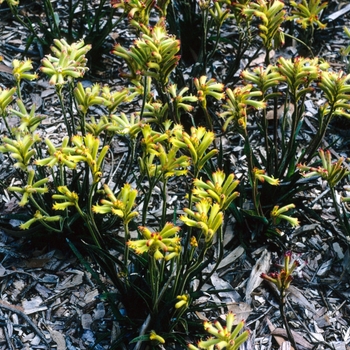 Anigozanthos humilis