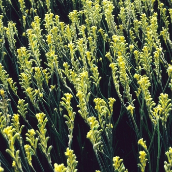 Anigozanthos Bush 'Gold'