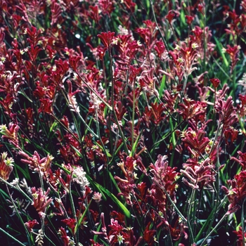 Anigozanthos 'Ember' 