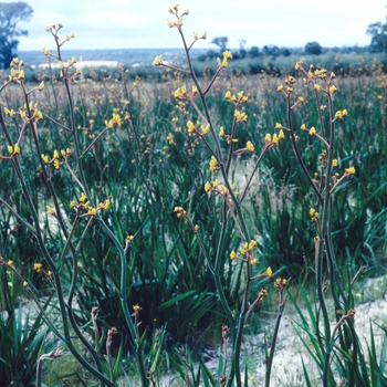 Anigozanthos 'Harmony' 