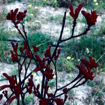 Anigozanthos 'Red Spring'