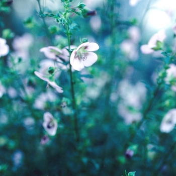 Anisodontea capensis