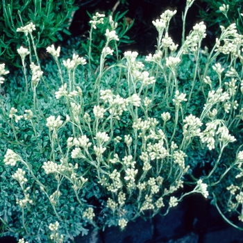 Antennaria dioica 