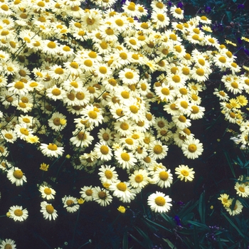 Anthemis tinctoria 'Buxton's Primrose' 