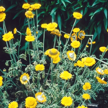 Anthemis tinctoria 'Grallagh Gold' 