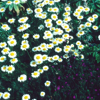 Anthemis tinctoria 'Alba'