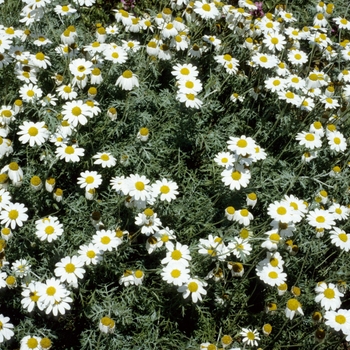 Anthemis tinctoria 'Powis White'