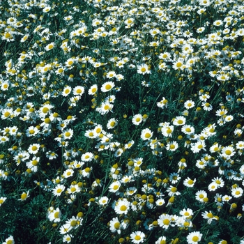 Anthemis cupaniana (punctata ssp. cupaniana)