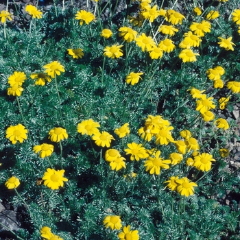 Anthemis marschalliana