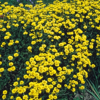 Anthemis macedonica 