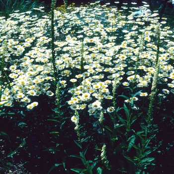 Anthemis triumfettii 