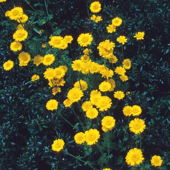 Anthemis sancti-johannis