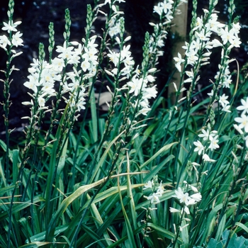 Anthericum liliago 