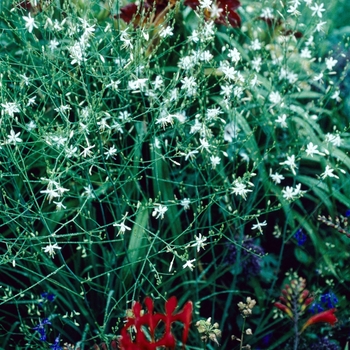 Anthericum ramosum