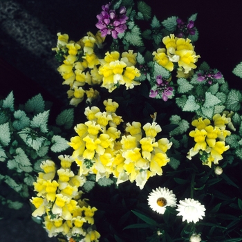 Antirrhinum majus 'Lemon' 