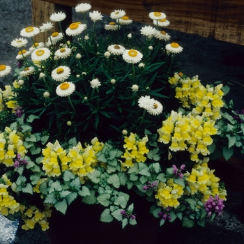 Bracteantha bracteata 'Florabella White' 