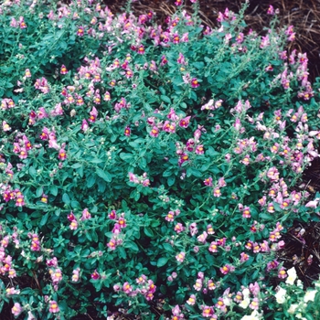 Antirrhinum majus 'Rose Pink' 