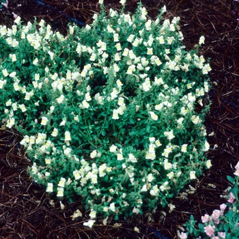 Antirrhinum majus Chandelier 'Lemon Blush'